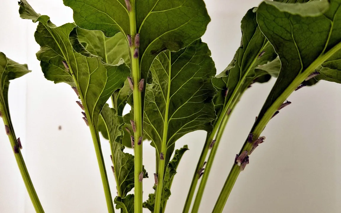 Schilf-Glasflügelzikade: Wie bekommt man den Schädling von den Pflanzen weg?