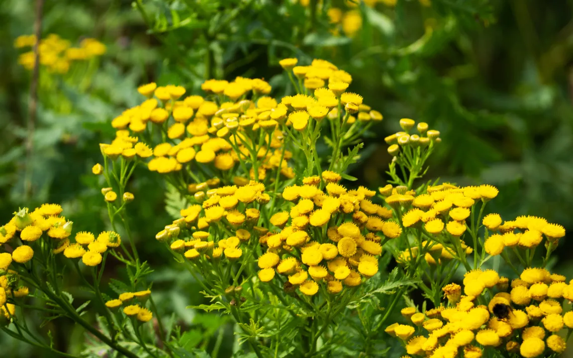 Gewöhnlicher Rainfarn