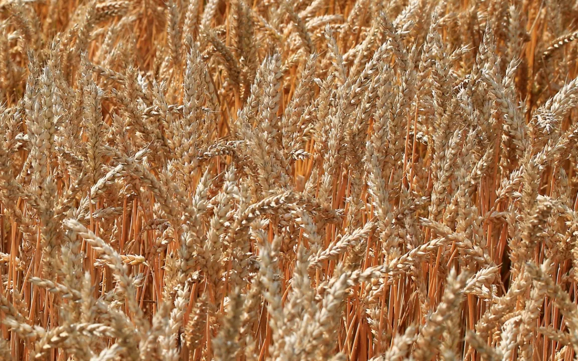 Tag des Weizens am 11. August