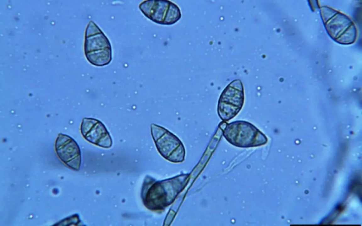 Pilze lügen Pflanzen an