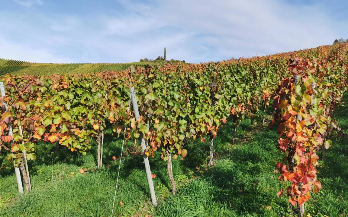 Altweibersommer: Bringt noch mal warme Temperaturen