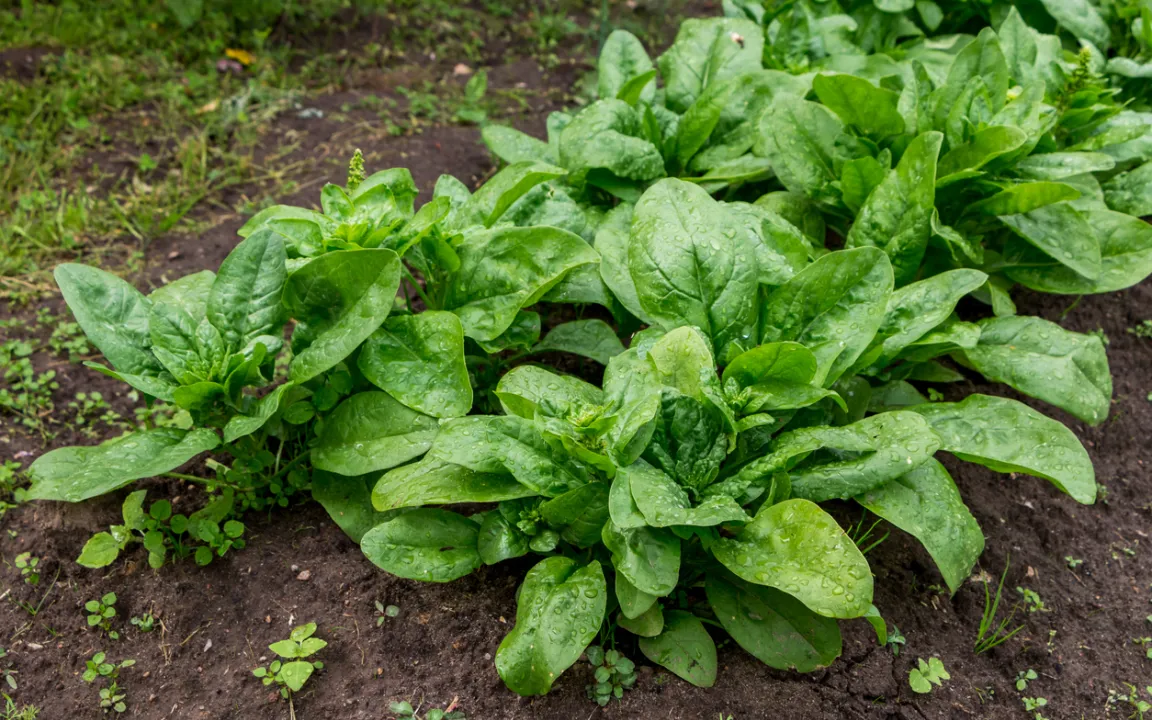 Herbstliche Gemüsebeete