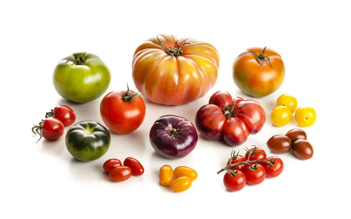 Tomate: Von der Zierpflanze zum beliebtesten Gemüse