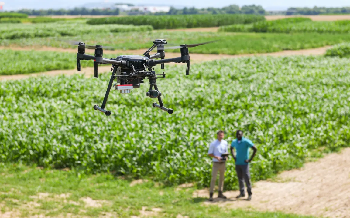Drohnen und KI gegen Unkraut