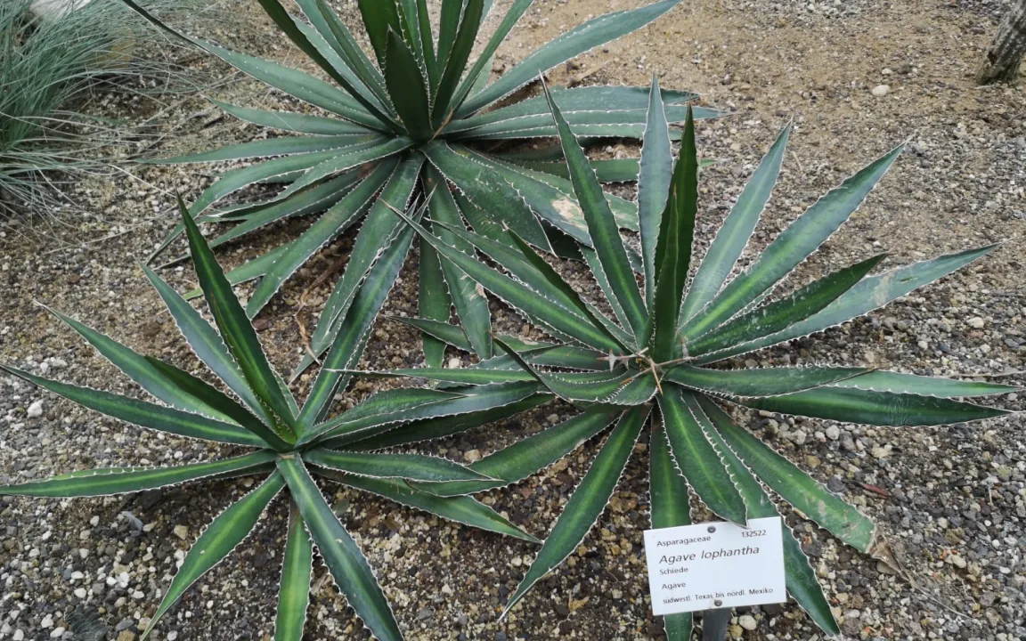 Agaven – vielseitige Pflanzen
