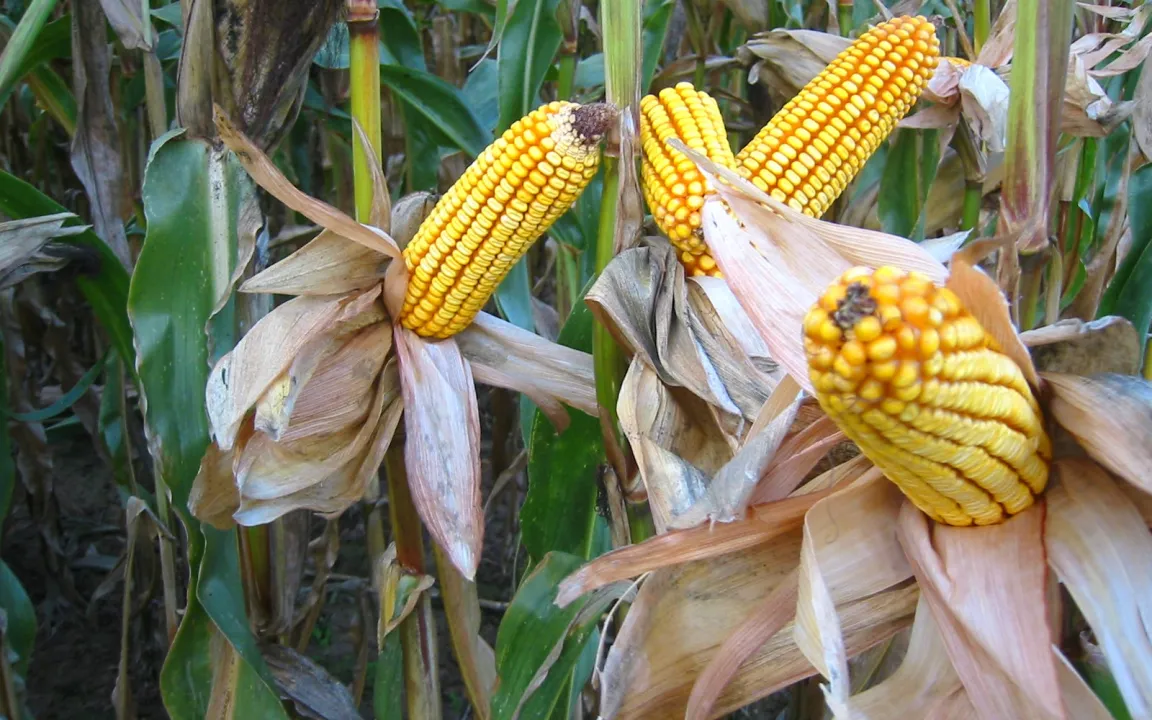 Silomais: Schmeckt Rindern und Bakterien