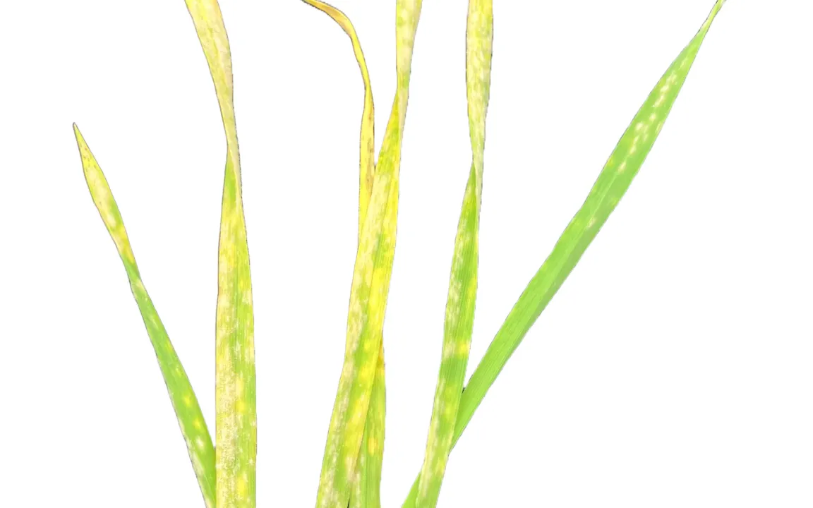 Eine Blaupause für pilzresistentes Getreide