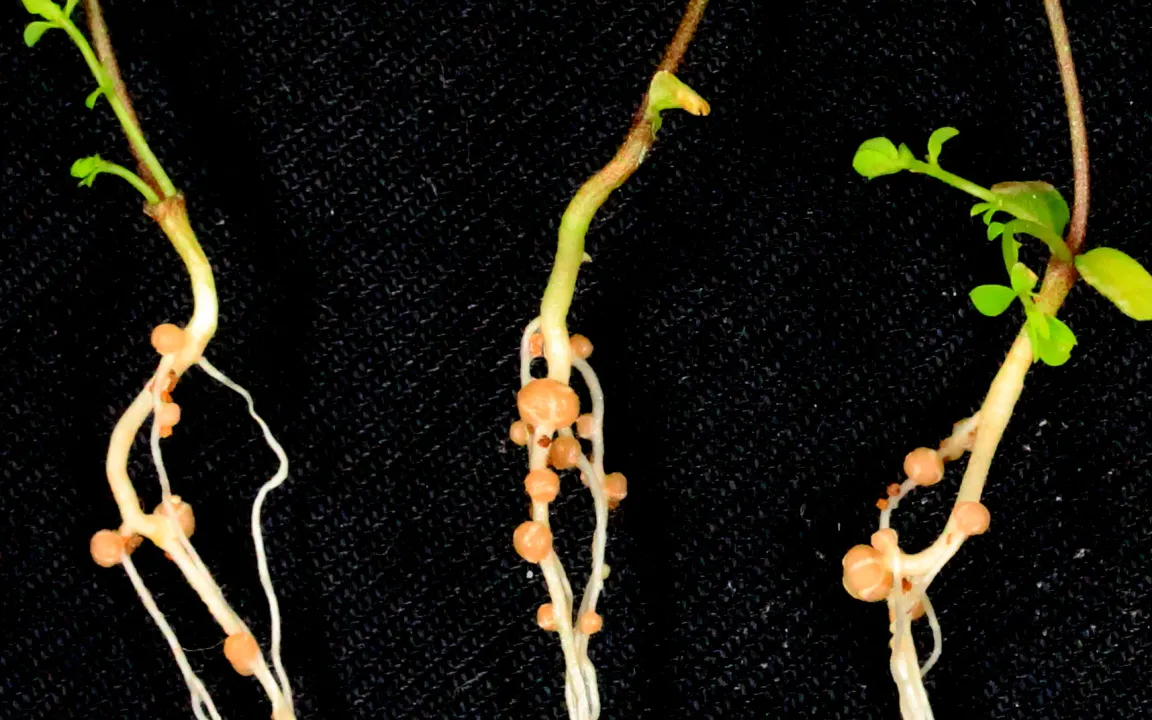 Der Pflanzen-Türsteher