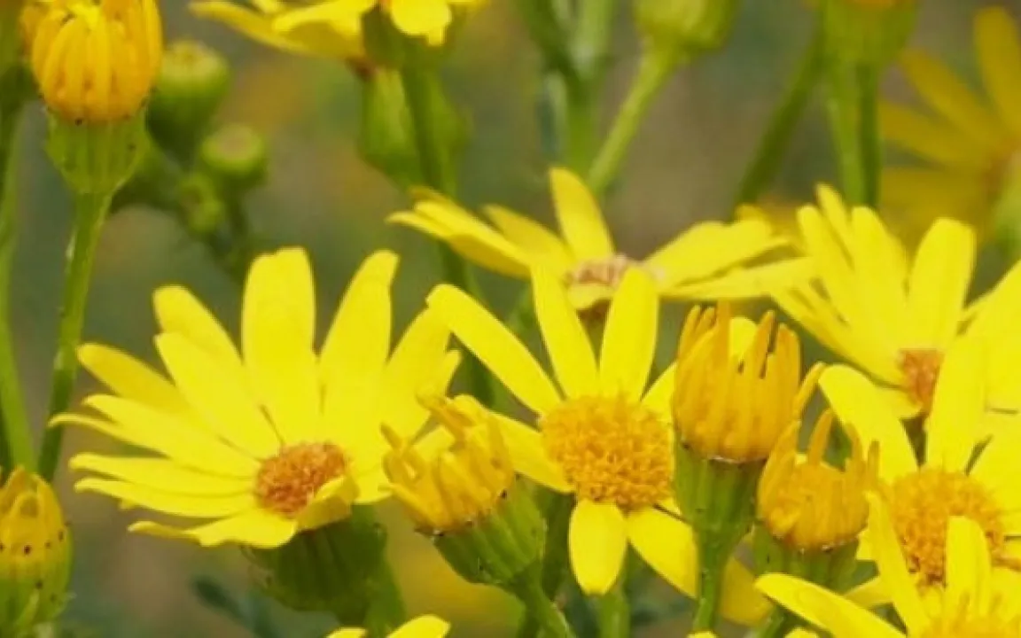 Neues Informationsportal zu Jakobskreuzkraut