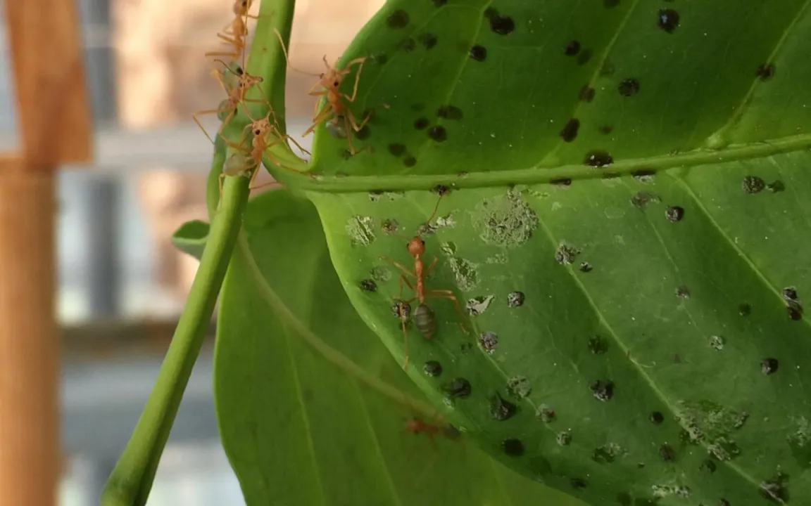 Ameisen als Düngerspender für Pflanzen