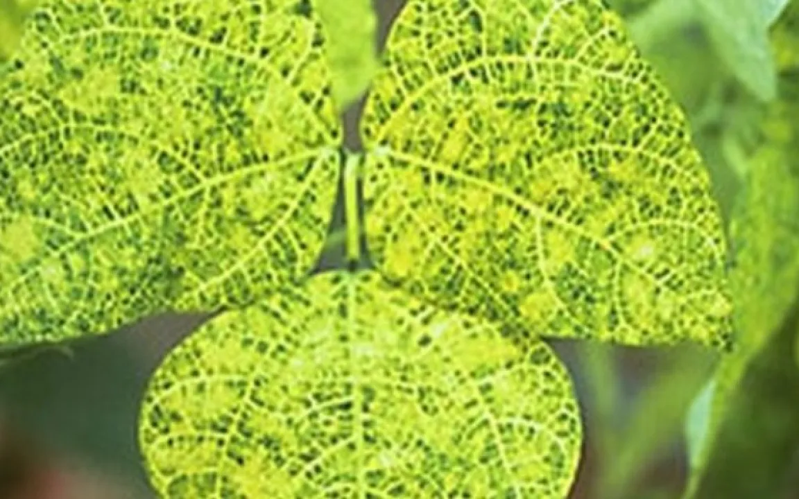 Transgene Bohne bald in Brasilien im Anbau