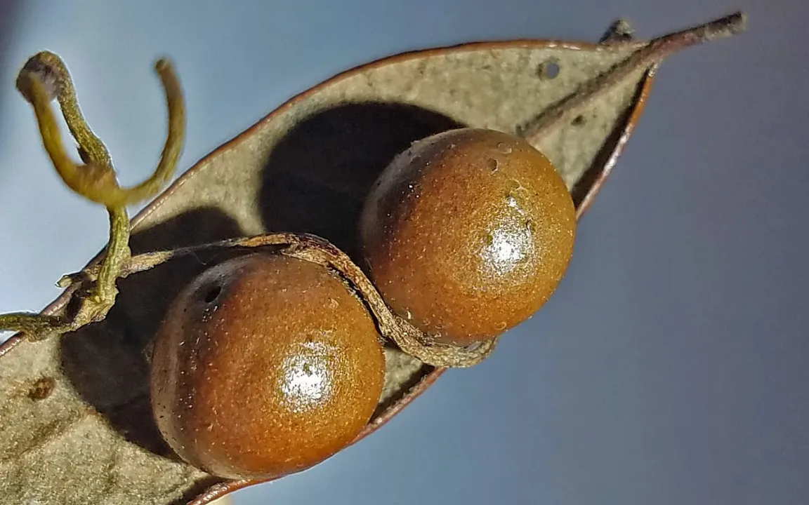Schlingfaden hat es auf Gallwespen abgesehen