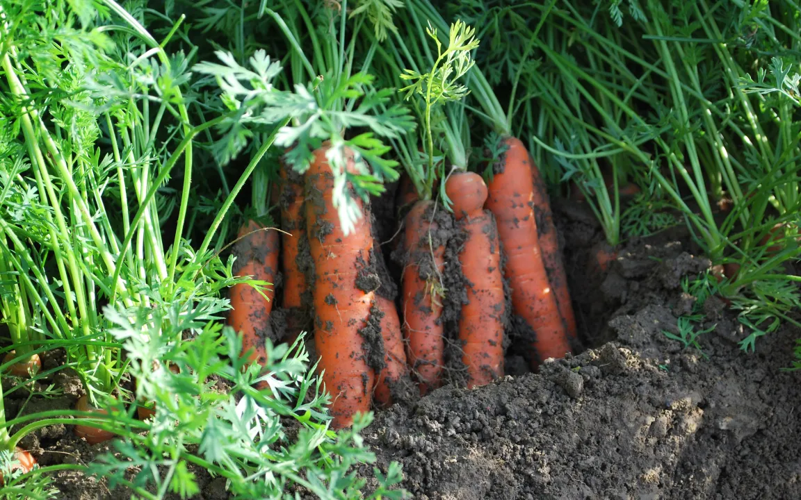 Möhren richtig lagern