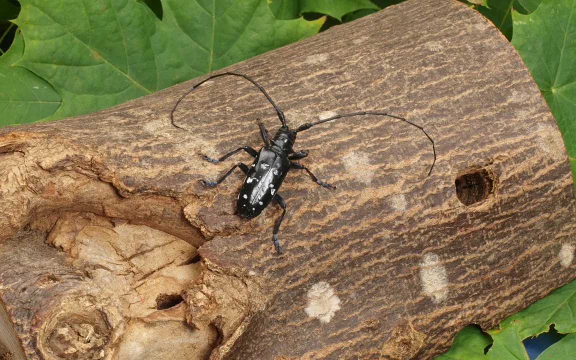 Praxishilfe Asiatischer Laubholzbockkäfer