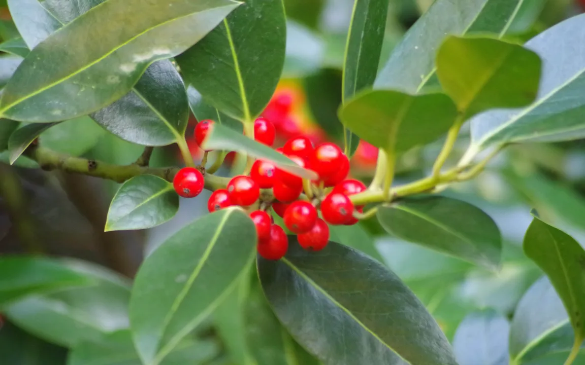 Aufruf zur Wahl der "Giftpflanze des Jahres 2017"