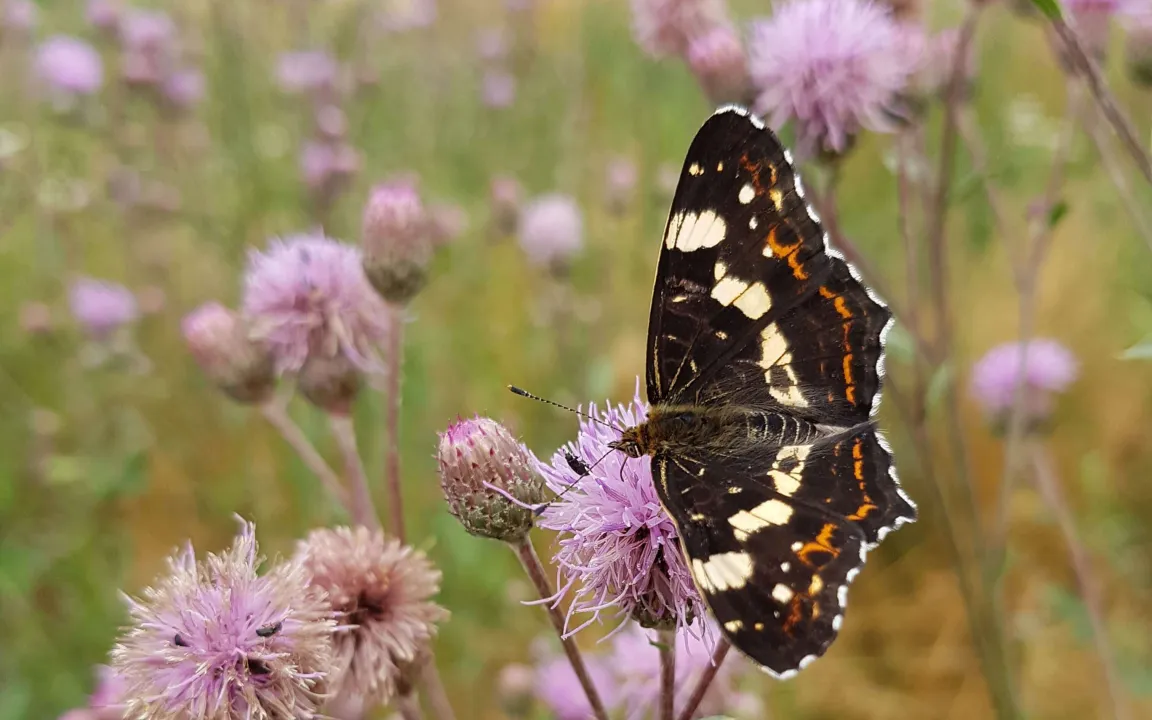 Die Acker-Kratzdistel