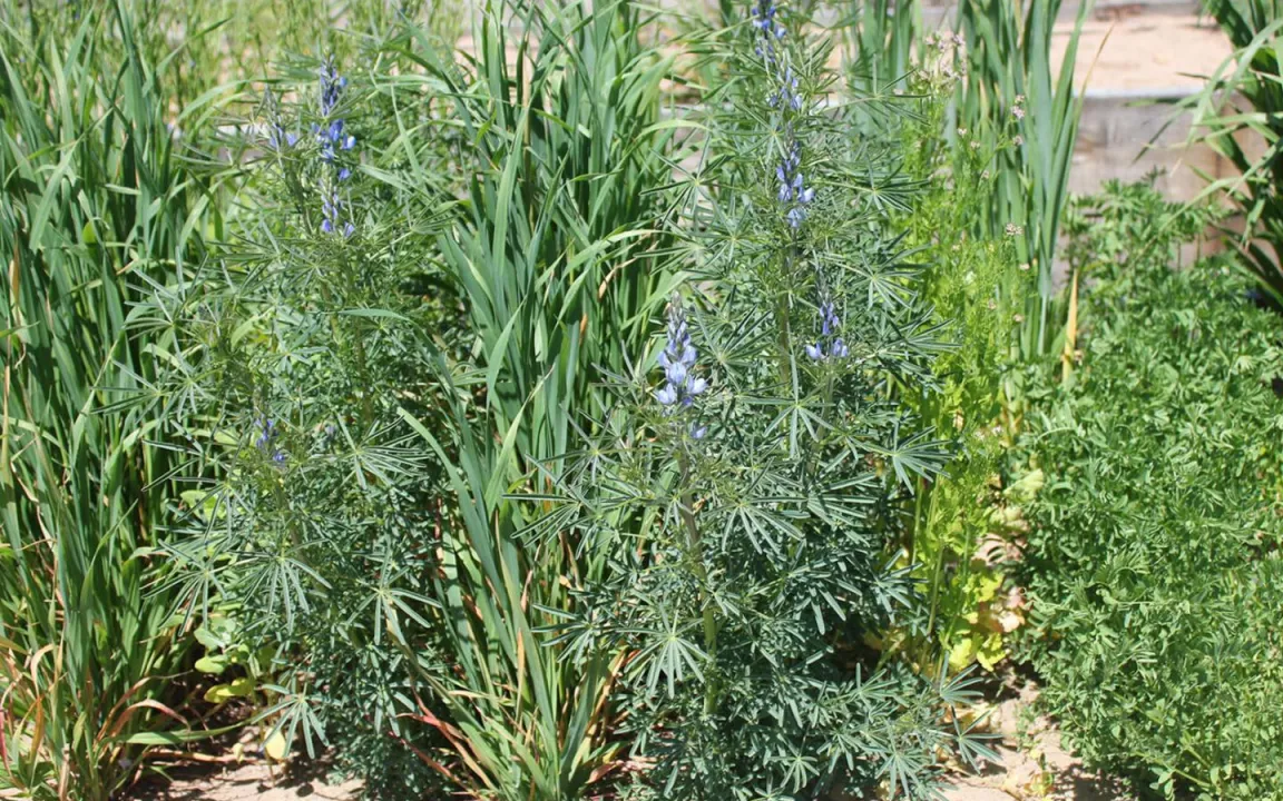 Zukünftig höhere Erträge mit Mischkulturen?