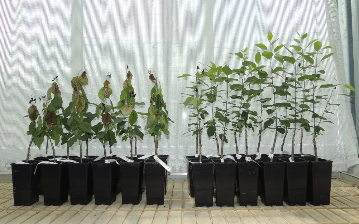 Wildapfel-Gene gegen Apfelschorf und Feuerbrand