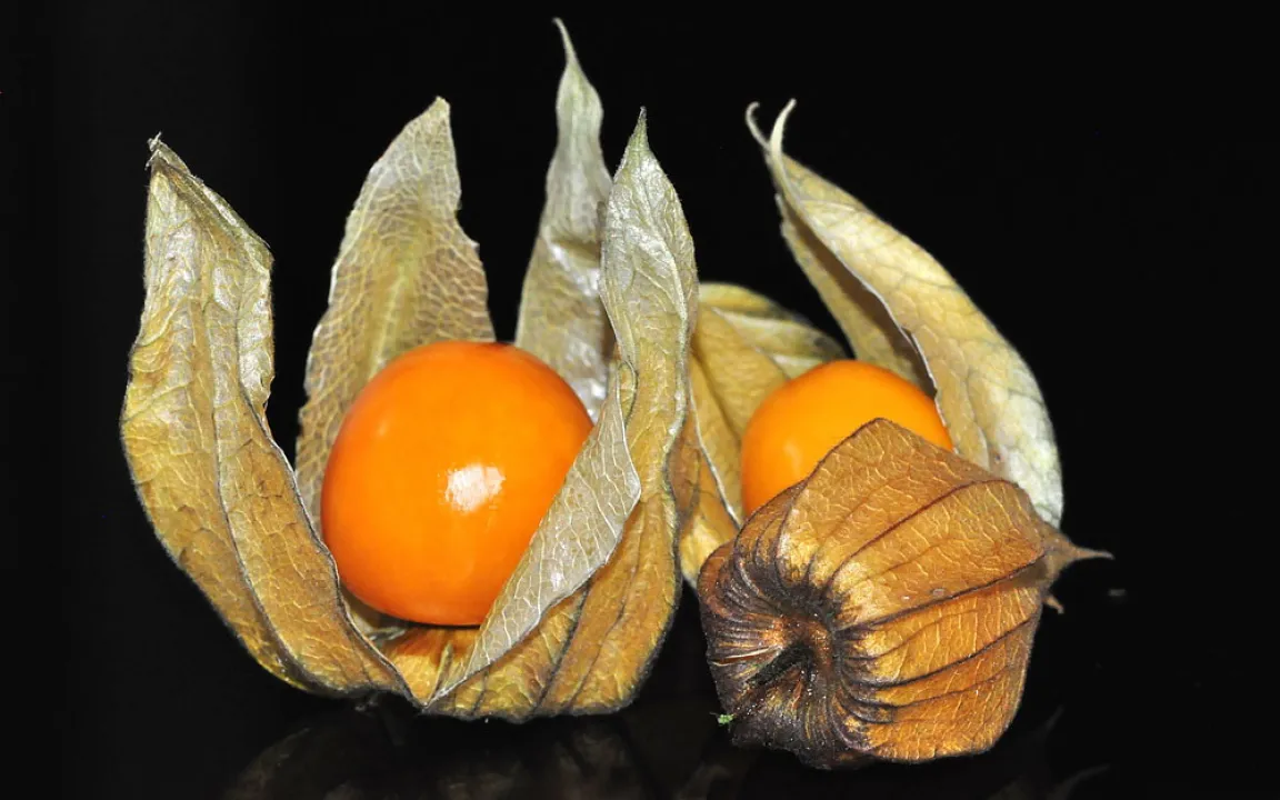 Physalis: Gewinnerin des Klimawandels