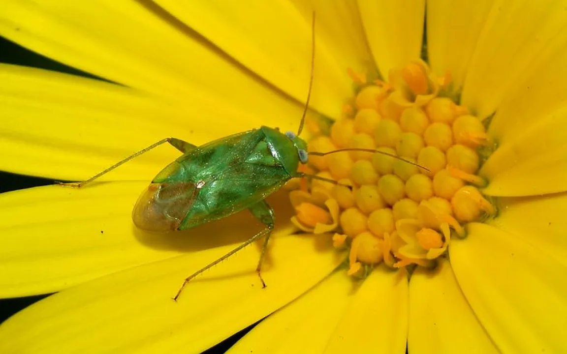 Wanzen im Garten stechen Blätter und Blüten an