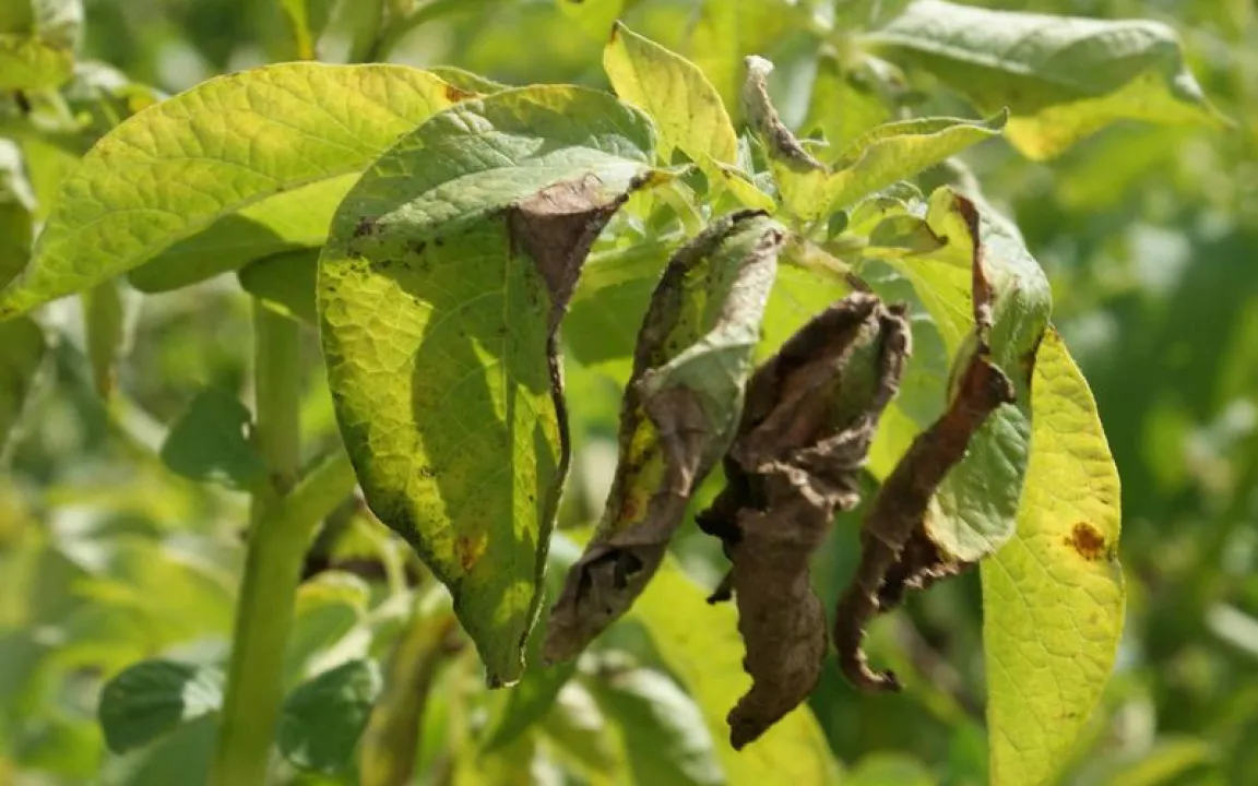 Immuntherapie für Kartoffeln