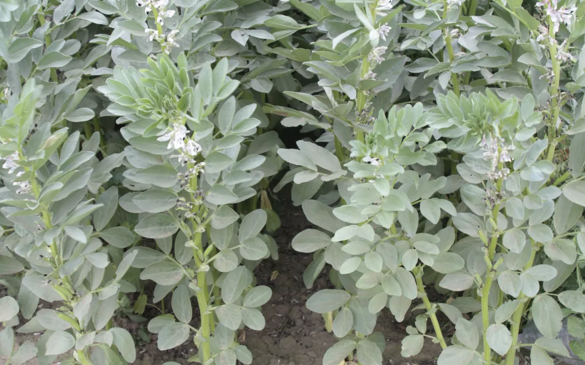 Die Ackerbohne - bekannt und auch verkannt