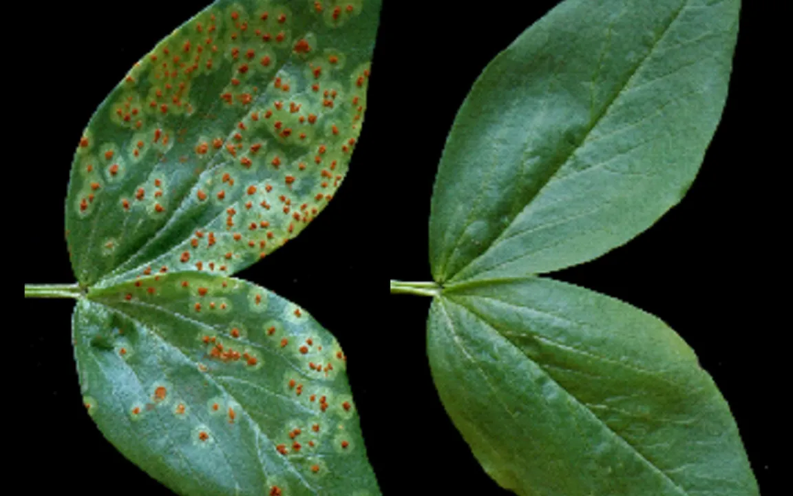 Aus dem Medizinschränkchen aufs Feld