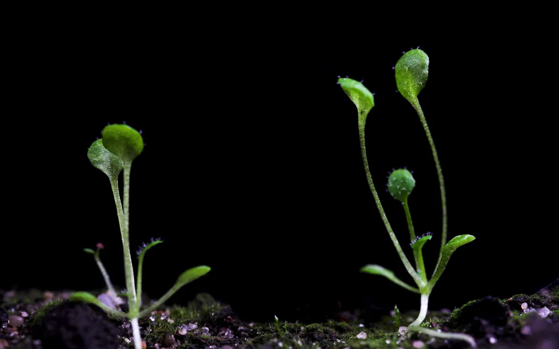 Studie: Wie der Klimawandel das Pflanzenwachstum verändert