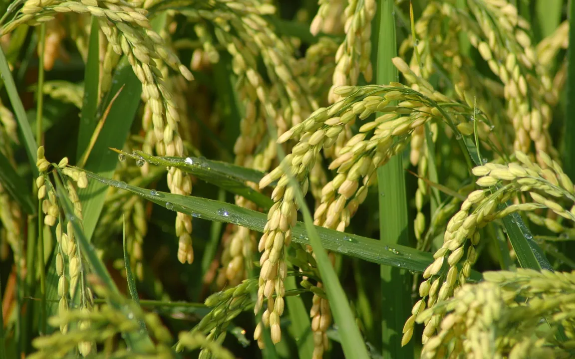 Reis: Das Getreide mit dem Schnorchel