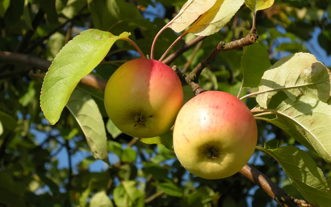 Herkunft und Evolutionsgeschichte des Apfels aufgeklärt