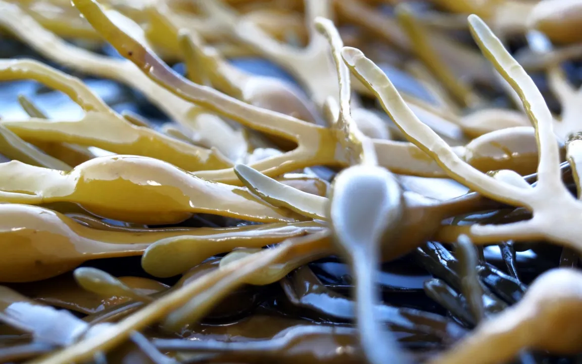 Biostimulanzien: zwischen Pflanzenschutz und Düngung