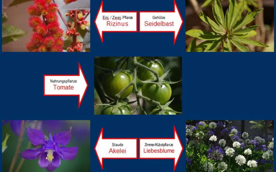 Aufruf zur Wahl der "Giftpflanze des Jahres 2018"