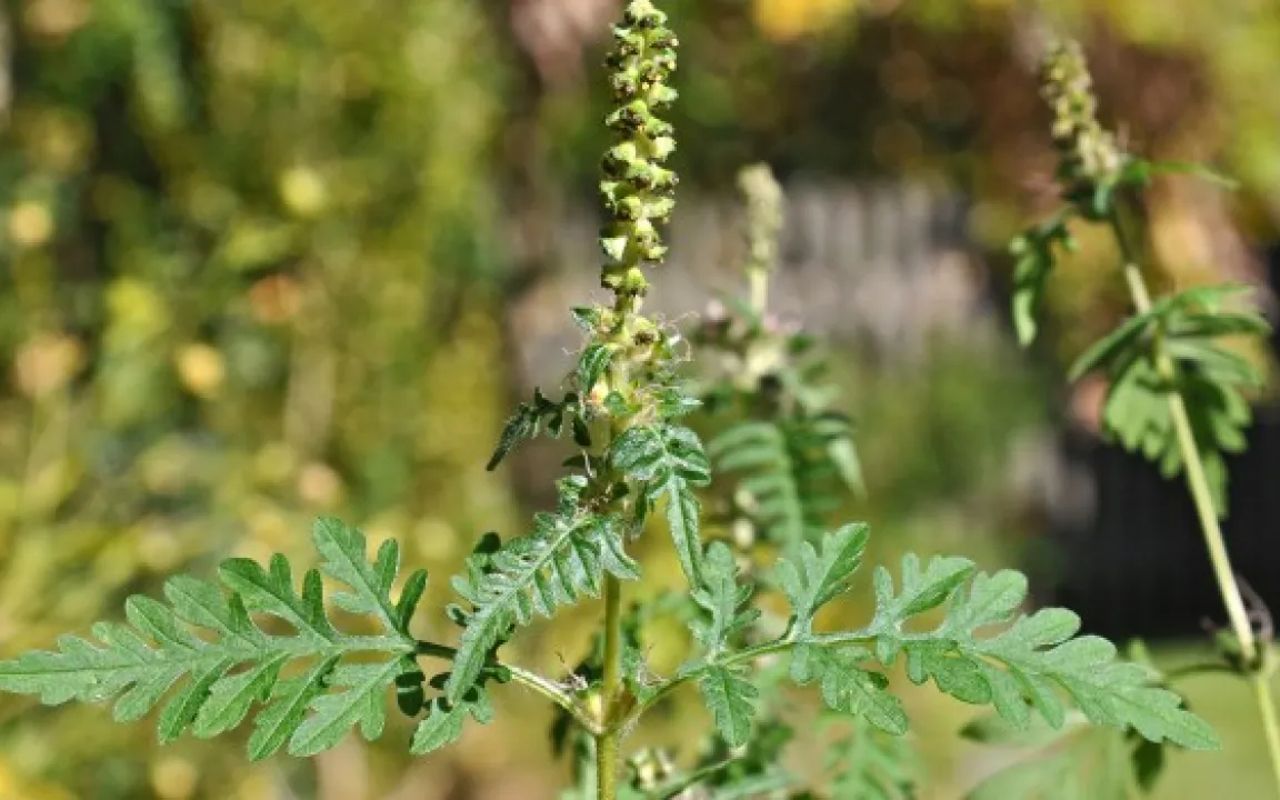 Allianz gegen das Beifußblättrige Traubenkraut, die Ambrosie