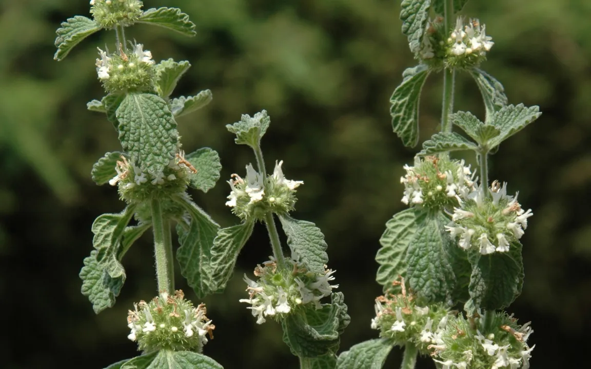 Andorn ist "Arzneipflanze des Jahres 2018"