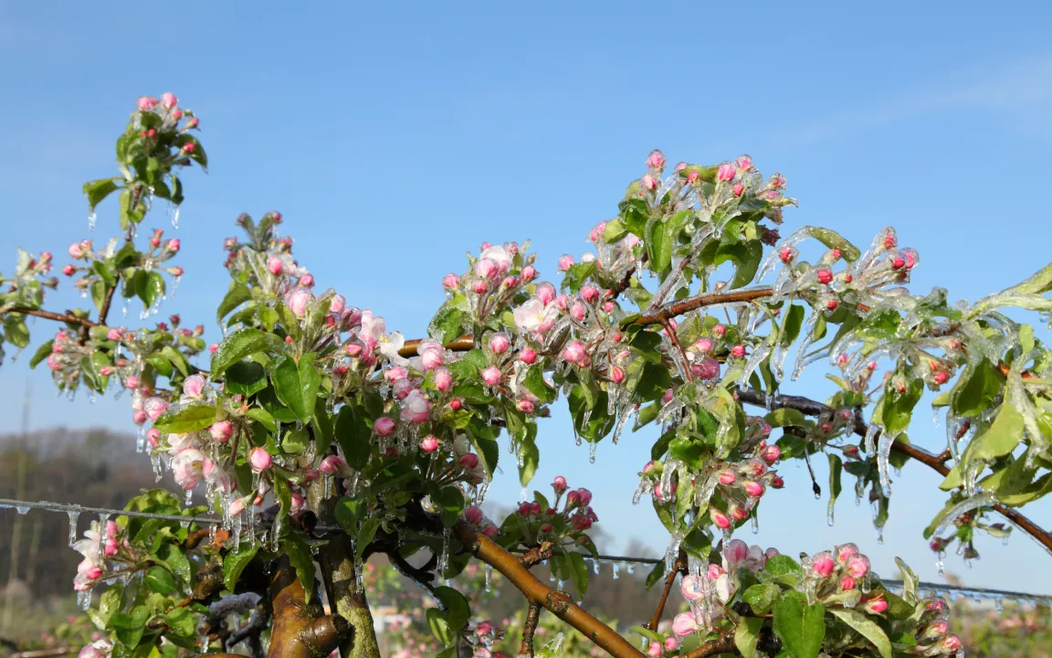 Kalte Eisheilige im warmen Mai