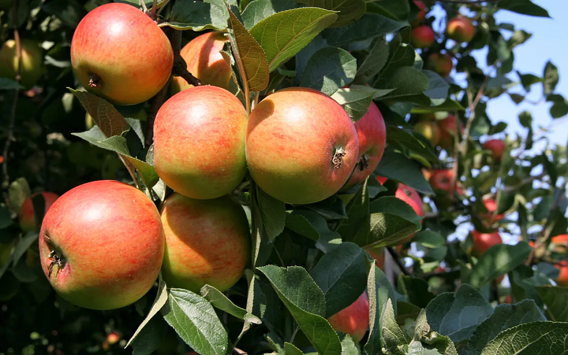 Versponnene Apfel-Blattbüschel und Triebe
