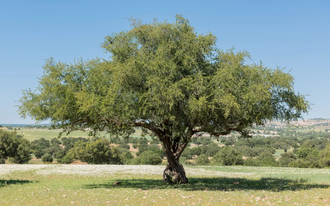 Arganöl: Der Arganbaum liefert das flüssige Gold Marokkos
