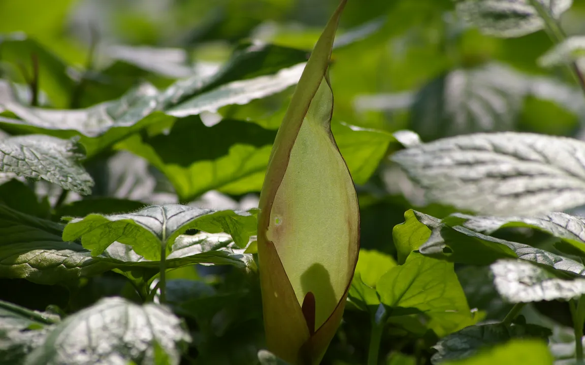 Wahl der "Giftpflanze des Jahres 2019"