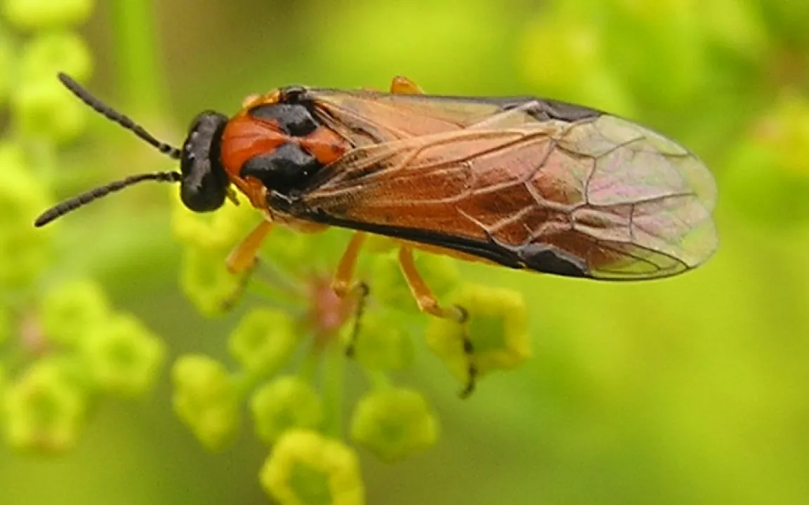 Der Kohlrübenblattwespe fehlt die Wespentaille