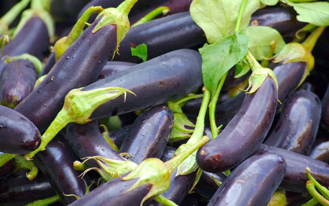 Auberginen müssen reif sein