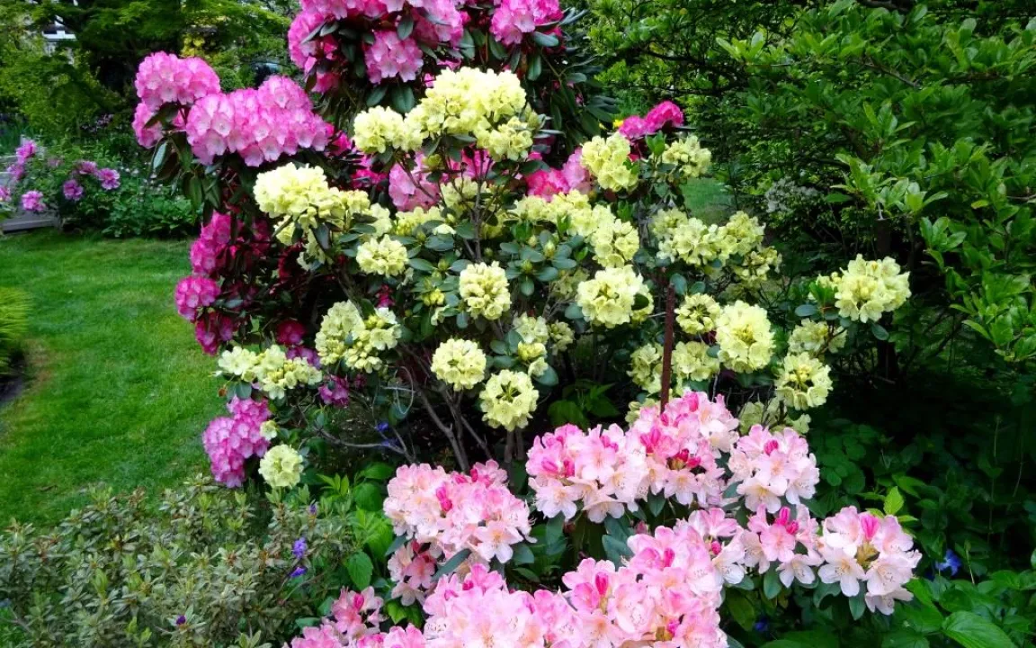 Rhododendron-Zikade und Knospenfäule sind ein Paar
