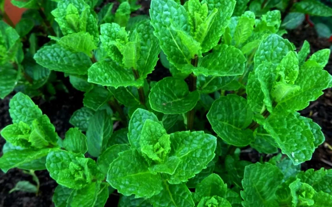 Schäden an Pfefferminze