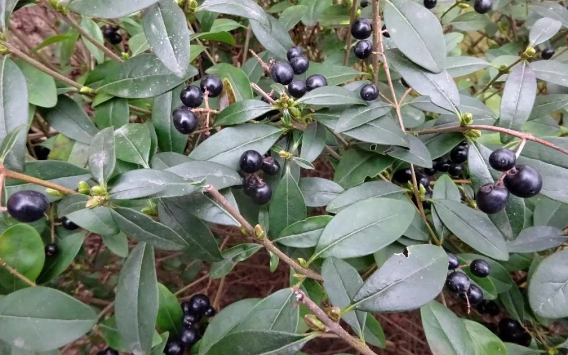 Schäden an Liguster