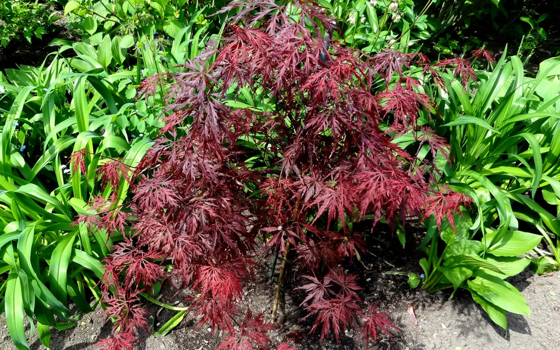 Die Verticillium-Welke an Gehölzen hat viele Wirte