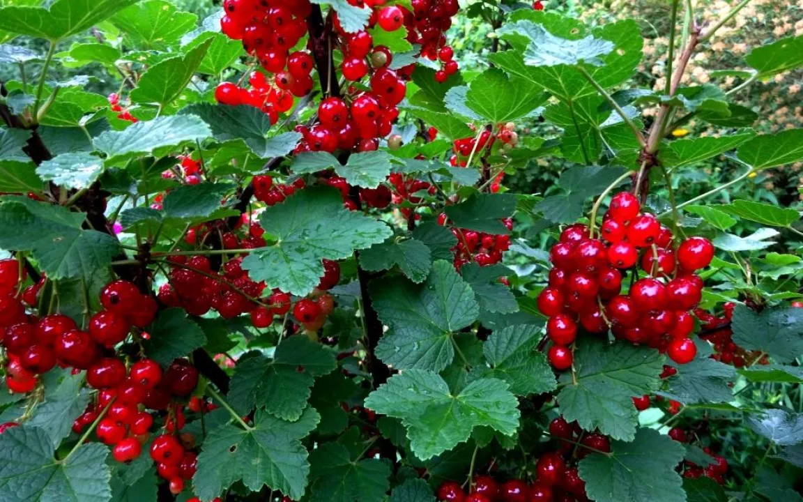 Obstgehölze nach der Ernte schneiden