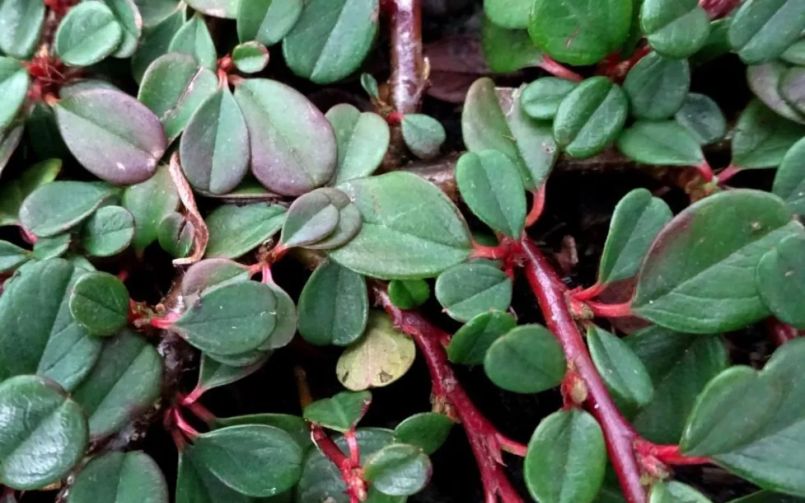 Schäden an Cotoneaster – Zwergmispel