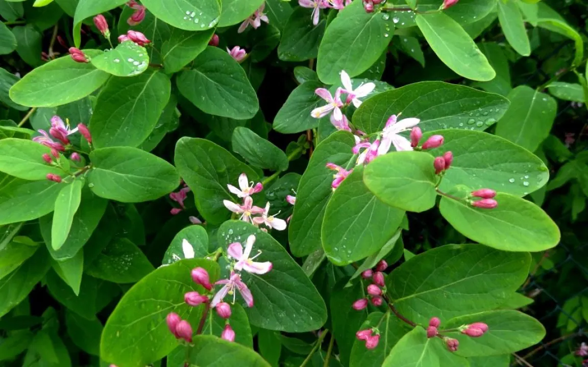Schäden an Lonicera – Heckenkirsche, Geißblatt