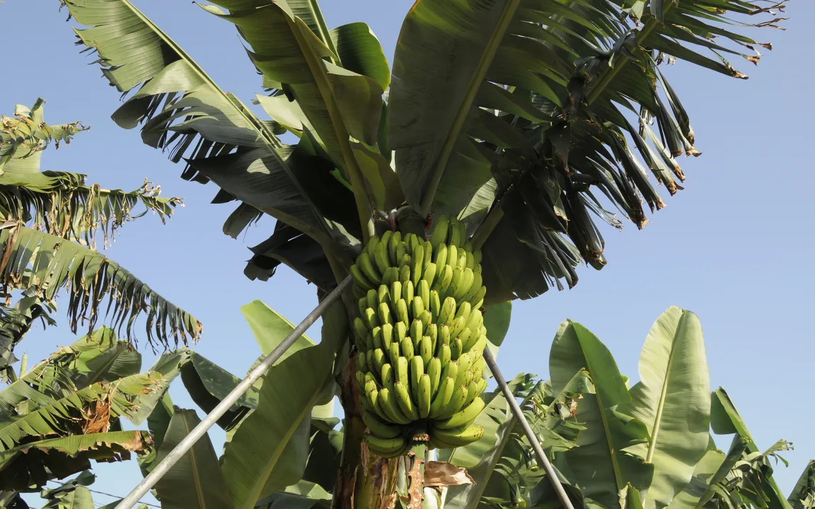 Verbreitung der Panama-Krankheit bei Bananen