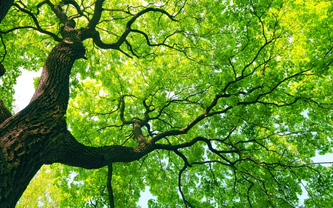 Kleiner Kalender: Der Tag des Baumes