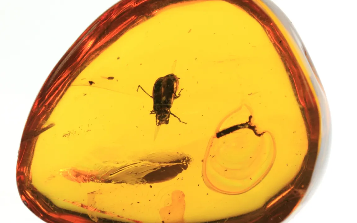 Der Bernstein bringt den Beweis